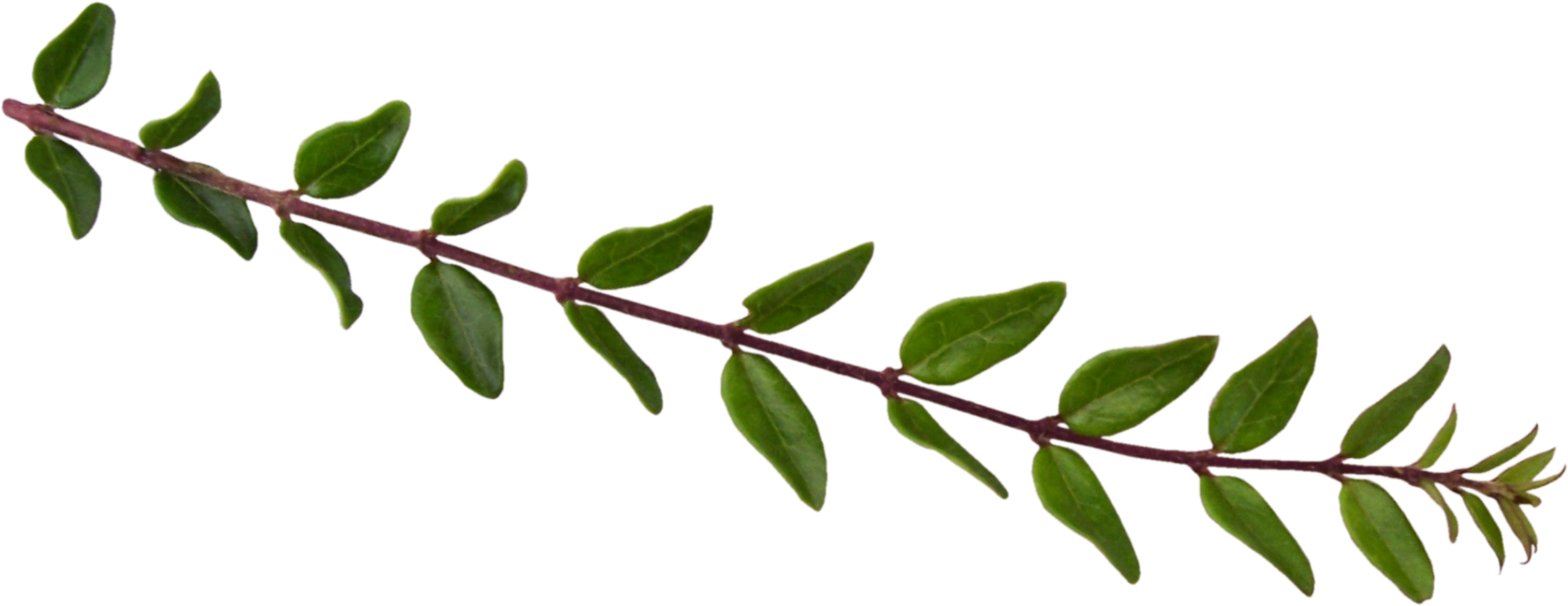 Leaf Plant Stem Album Clip Art - Leaf Plant Stem Album Clip Art (2608x1296)