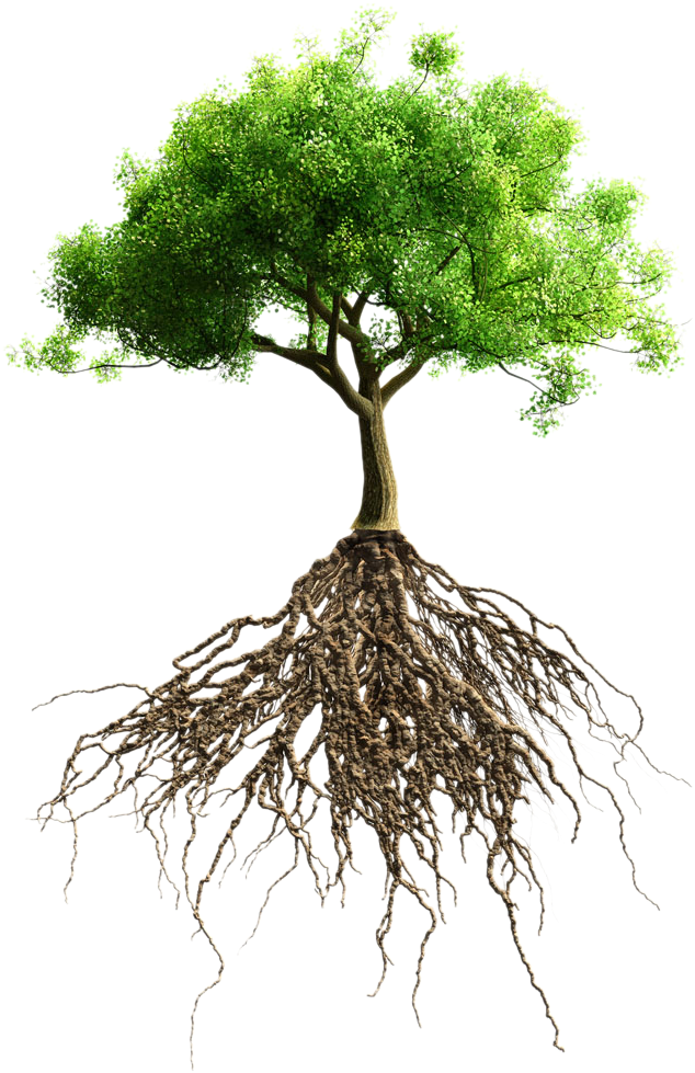 Root Tree Stock Photography Stock - Big Tree With Roots (993x1000)
