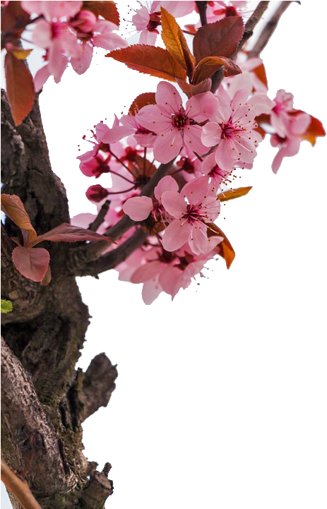 Almond Blossoms Flower Stock - Almond Blossoms Flower Stock (480x720)