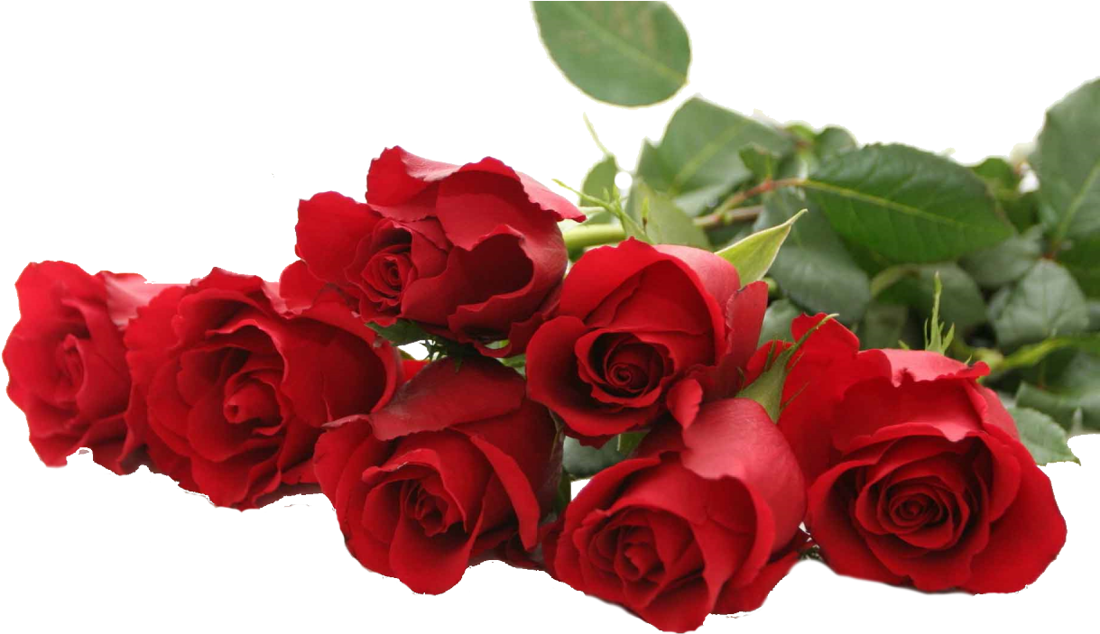 Garden Roses Desktop Wallpaper Flower Pink - Garden Roses Desktop Wallpaper Flower Pink (1280x720)