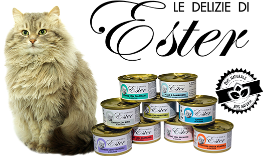 Ciao E Te E Bentornato/a Nel Nostro Blog/sito - Domestic Long-haired Cat (600x326)