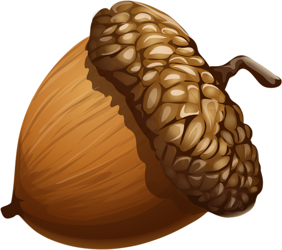 A Full Size Acorn With The Direction Of Light Coming - Comida De Las Ardillas (599x537)