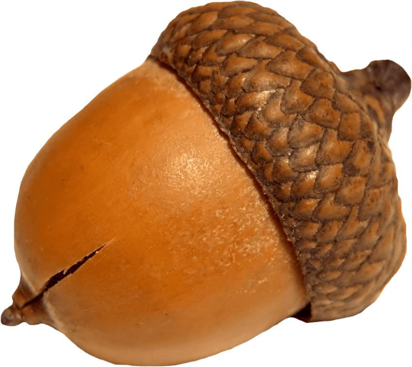 Free Png Acorn Png Images Transparent - Acorn Png (850x757)