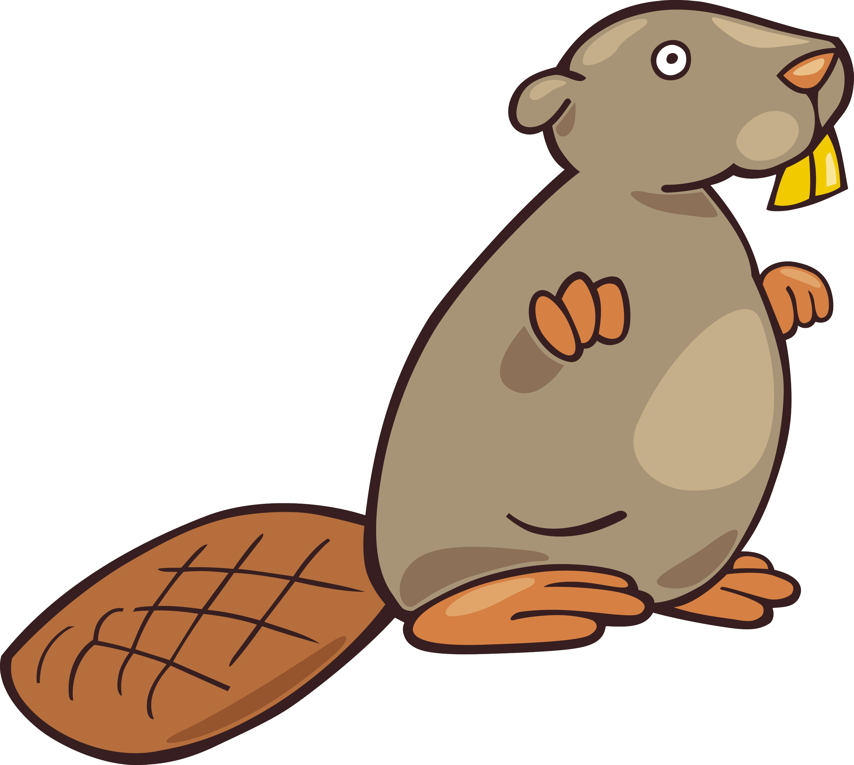 Beaver Clipart Transparent Background 30 Cliparts - Illustration (2800x2508)