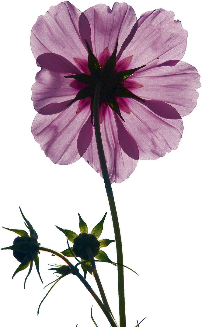 Cosmos Bipinnatus Pink Flowers Bud Stock - Cosmos Bipinnatus Pink Flowers Bud Stock (900x1200)