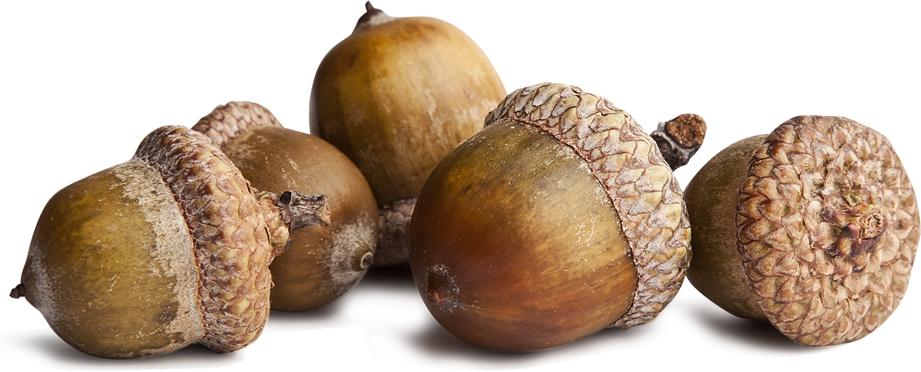 Image - Acorns Transparent Png (1820x766)