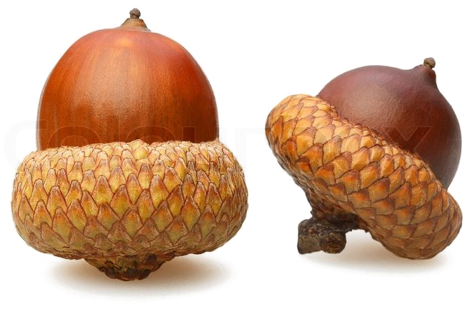 Acorn Png Download Image - Acorn On White Background (800x533)