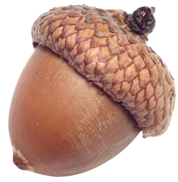 Acorn Png Image Background - Acorn Png (720x450)