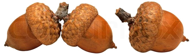 Acorn Png High-quality Image - Saving The Planet Without Costing The Earth (800x419)