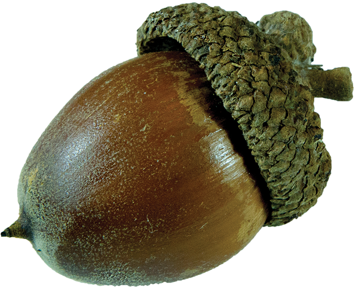 Fruit - Oak Fruit (800x683)