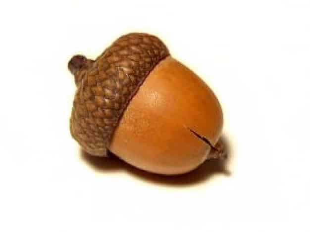 Acorn Png Pic - Найди Слова На Букву Ж (626x469)