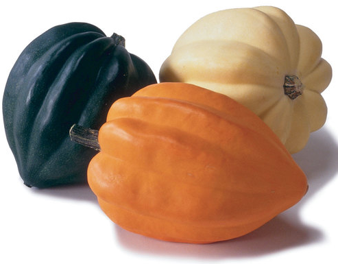 Golden Acorn Squash (499x384)