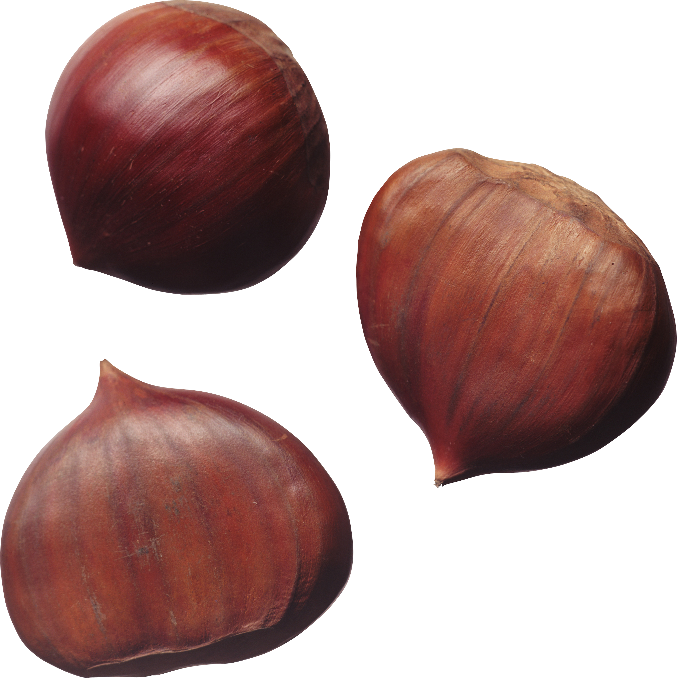 Sweet Chestnut Nuts Hazelnut - Sweet Chestnut Nuts Hazelnut (2645x2649)