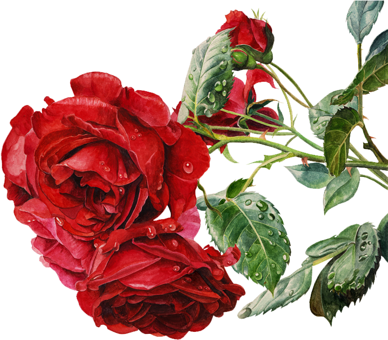 Watercolor Painting Beach Rose Colored Pencil - Yuelian 5pcs Women Rose Body Art Stickers Removable (800x728)