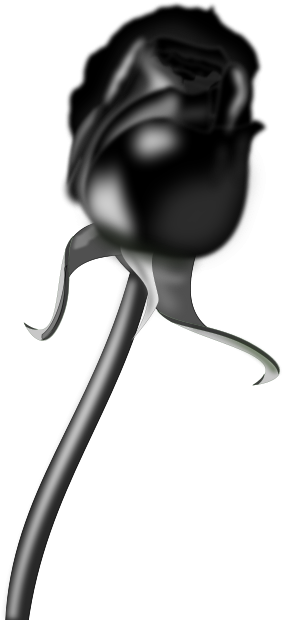 Rosa Negra - Animated Roses Images Black And White (566x800)