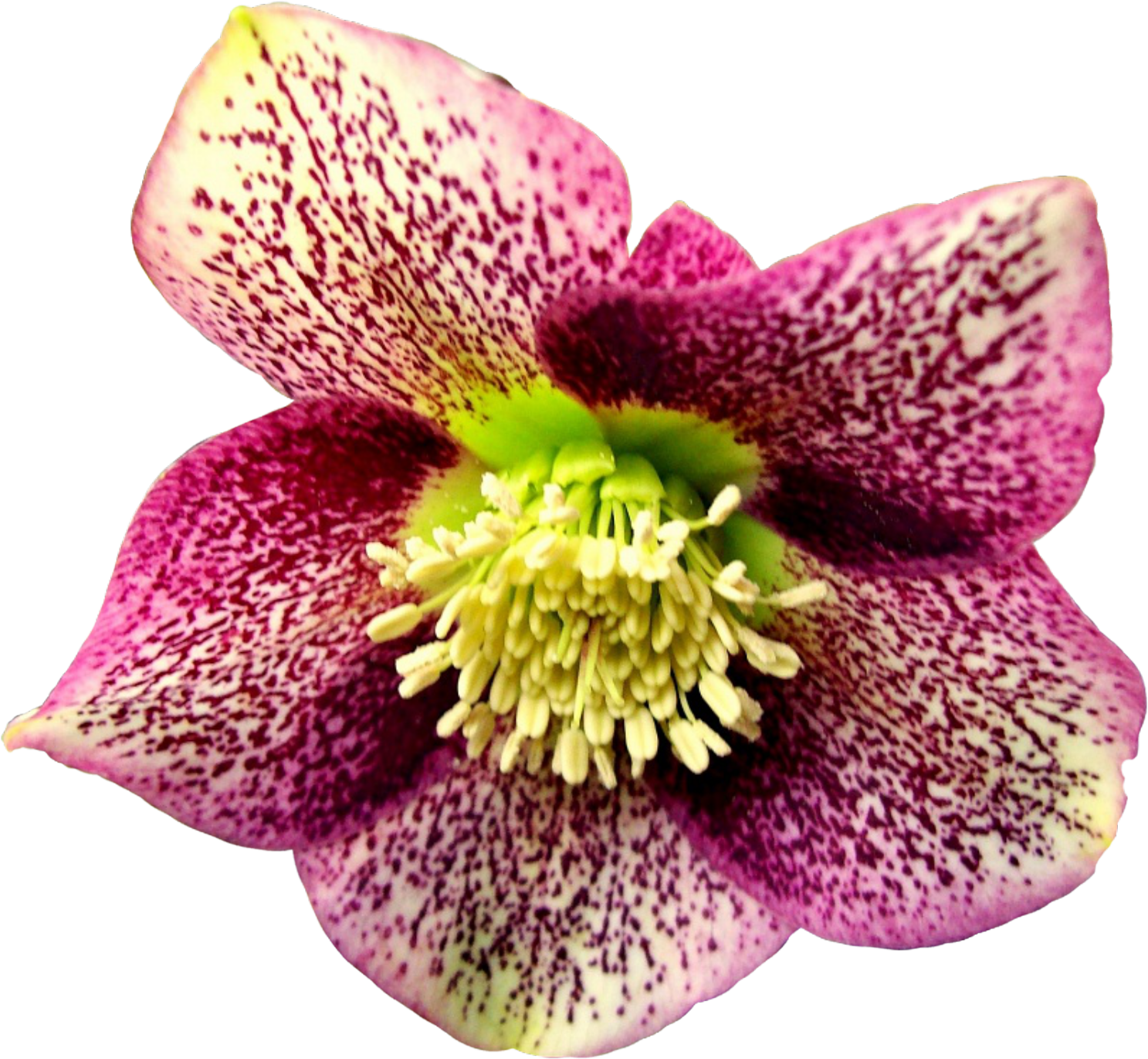 Garden Roses Flower - Garden Roses Flower (1920x1900)