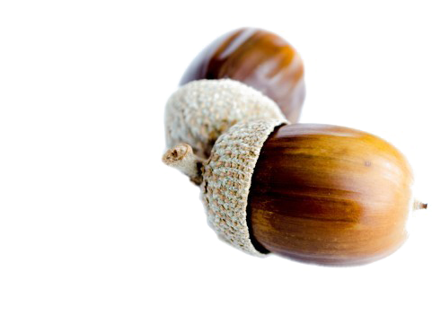 Acorn Png Background Image - Marketing (615x407)