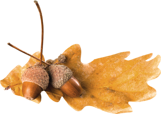 Acorn On Brown Oak Leaf - Lymnaeidae (550x392)
