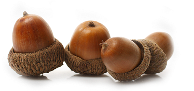 "great Oaks From Little Acorns Grow" - Acorn (655x201)