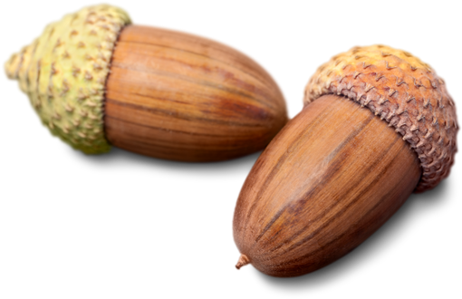 Couple Of Acorns Seed - Fruit (550x350)