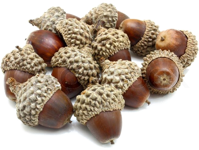 Acorn Png Photo - Acorn (800x600)