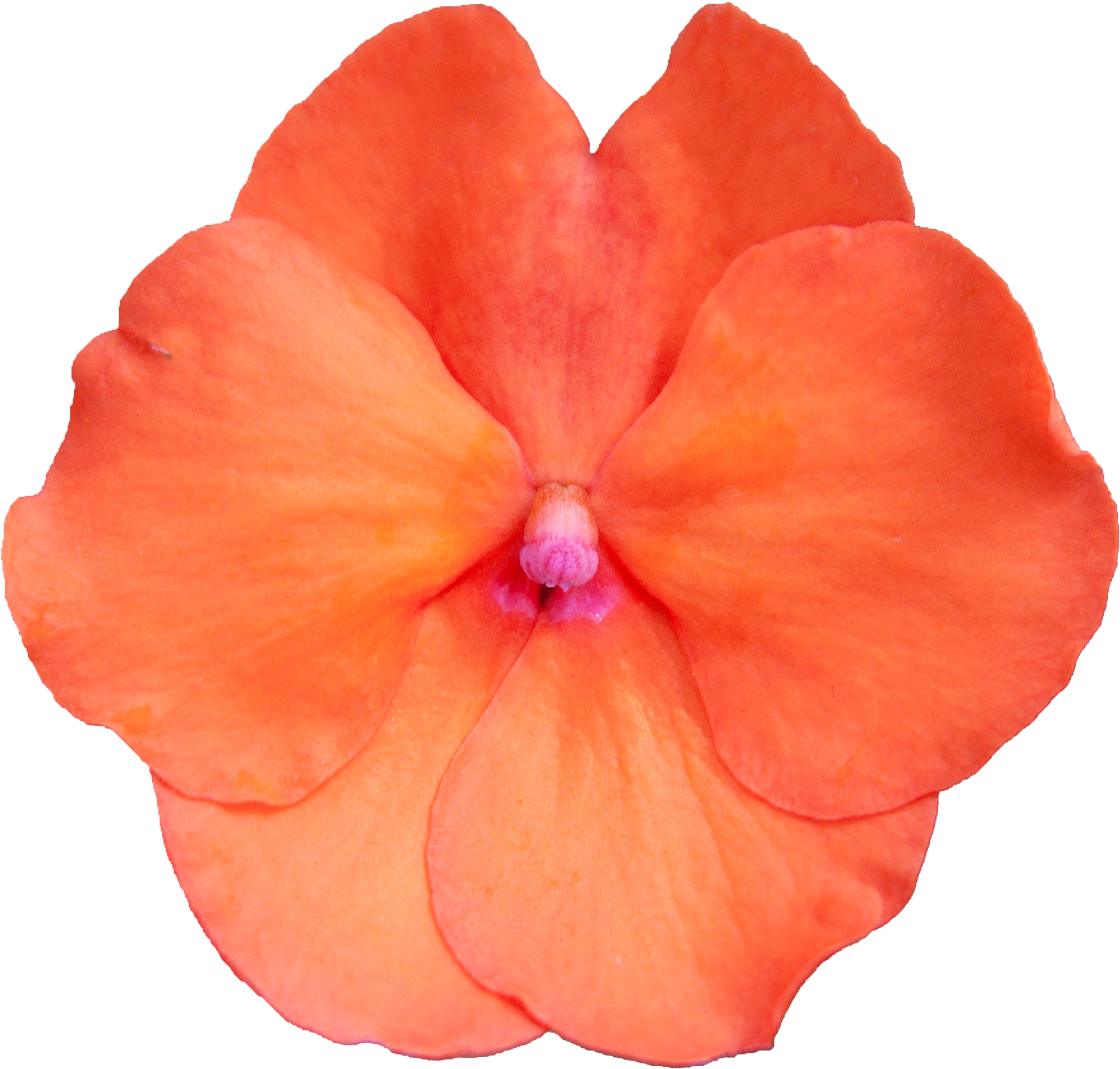 Hibiscus Flower White Stock - Drew Barrymore (2000x2000)