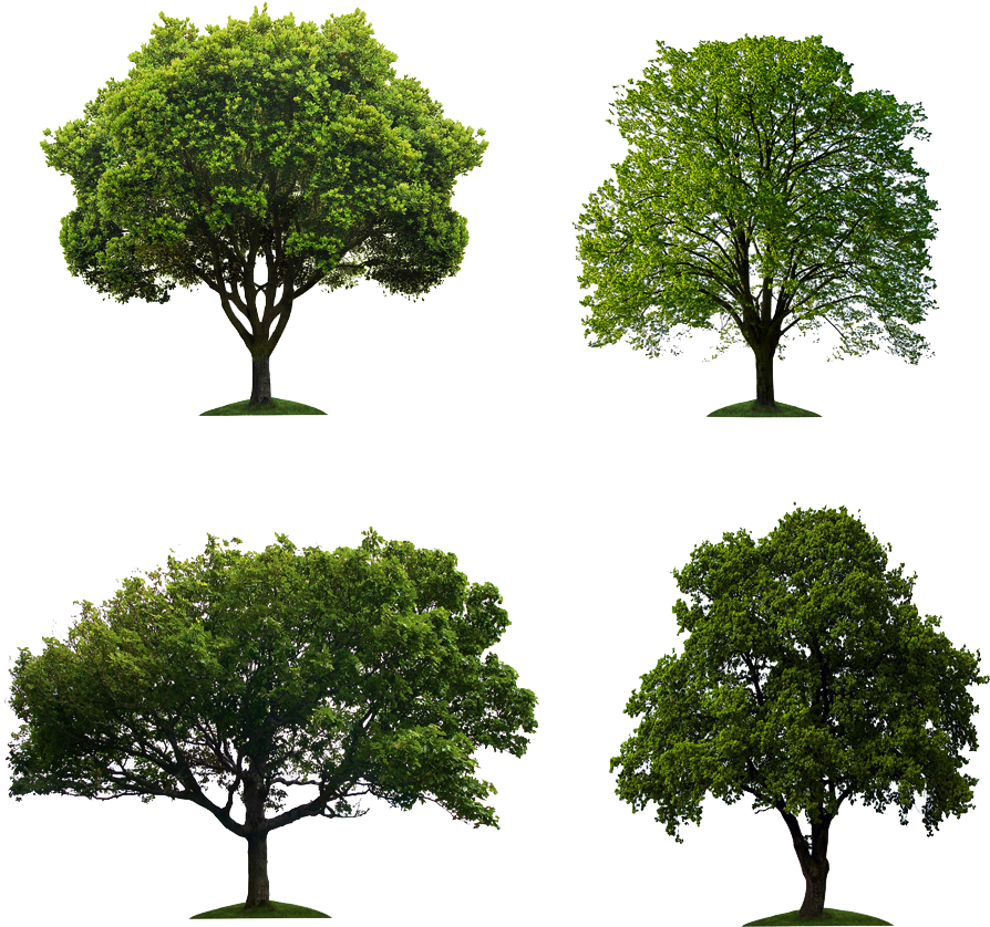 Tree Stock Photography Stock - Tree Stock Photography Stock (1000x928)