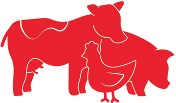 Cow, Pig And Chicken Graphic - Dairy Cow (379x379)