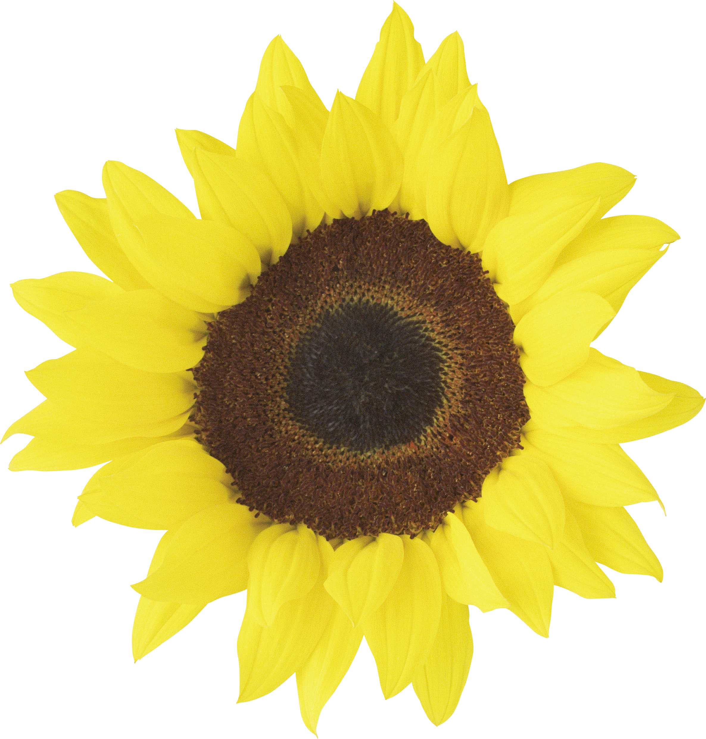Free Png Sunflower Png Images Transparent - Sunflower Wedding Clip Art Free (2371x2482)