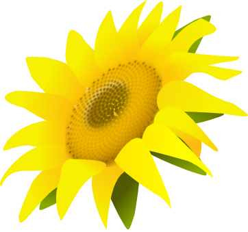 Sunflower Png - Portable Network Graphics (362x339)