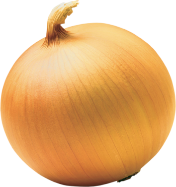 Onion Clipart Transparent - End Of An Onion (350x372)