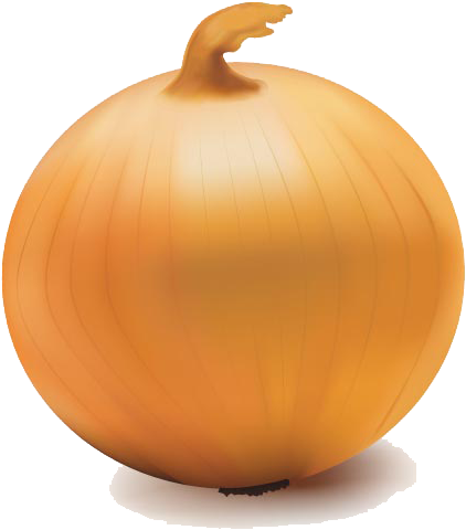 Onion Clipart Transparent - Onion Transparent Background (511x503)