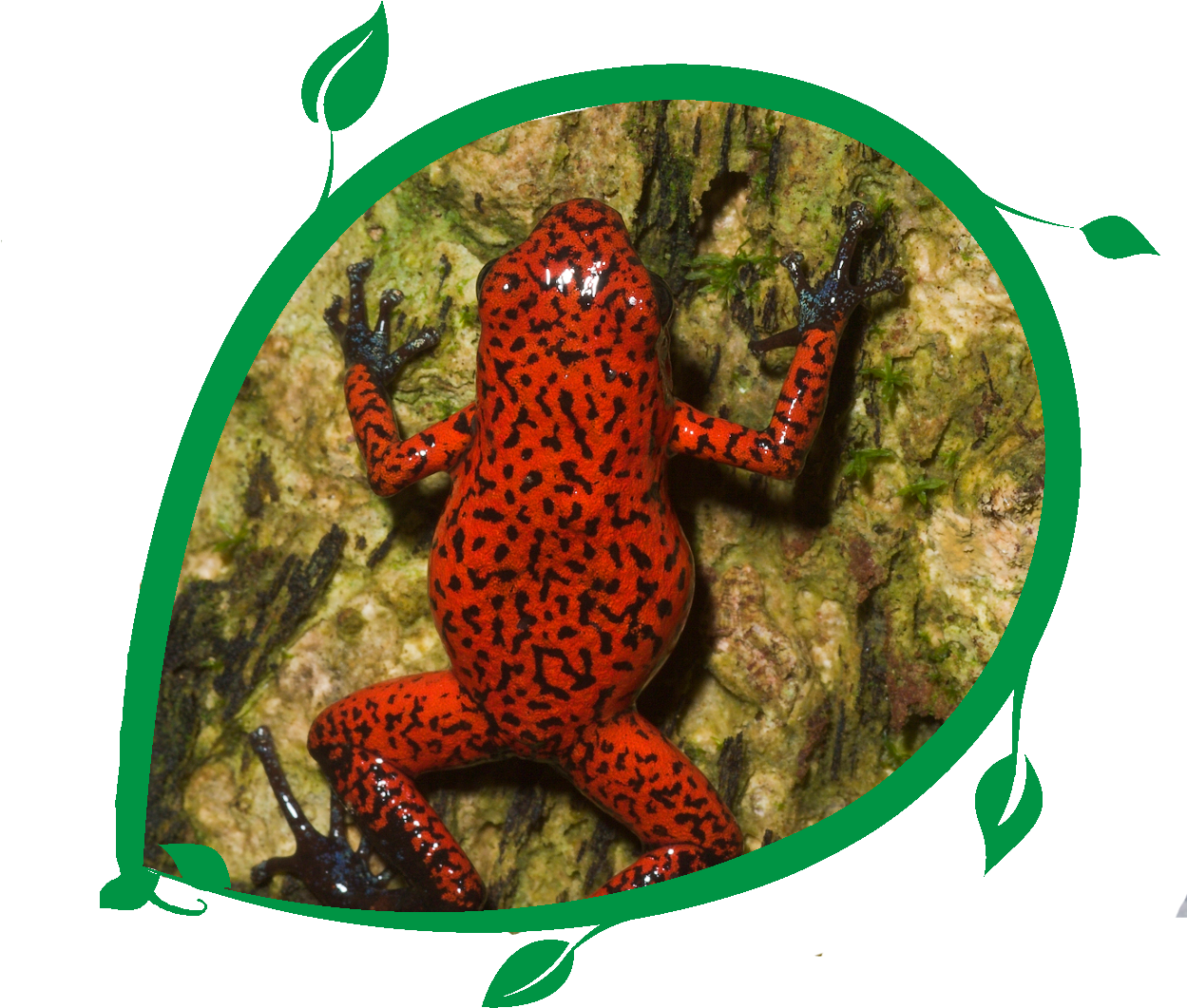 Poison Dart Frog - Stuffed Toy (1248x1183)