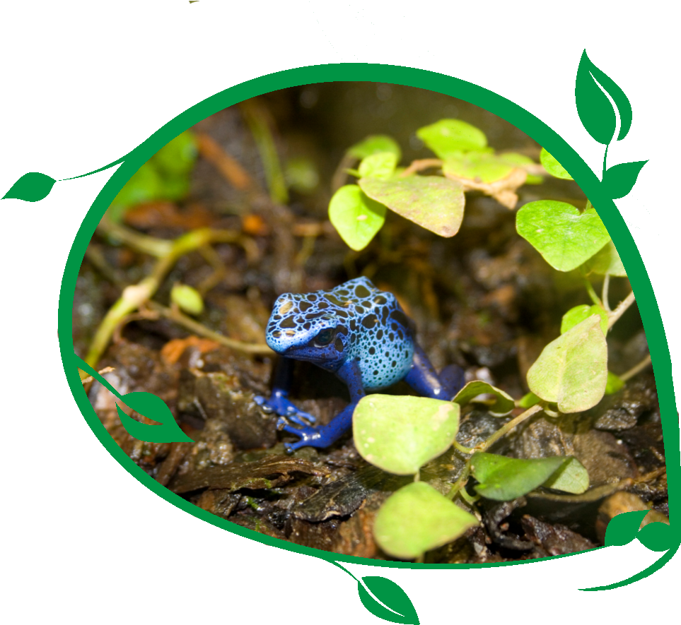 Poison Dart Frogs - Golden Poison Frog (1048x936)