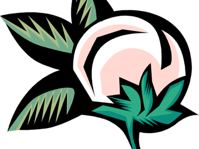 Cotton Clipart Cotton Plant - Cotton Plant In Cartoon (640x480)