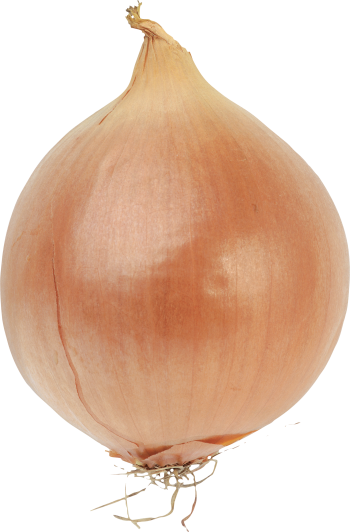Onion Clipart Transparent - Onion Transparent (350x532)