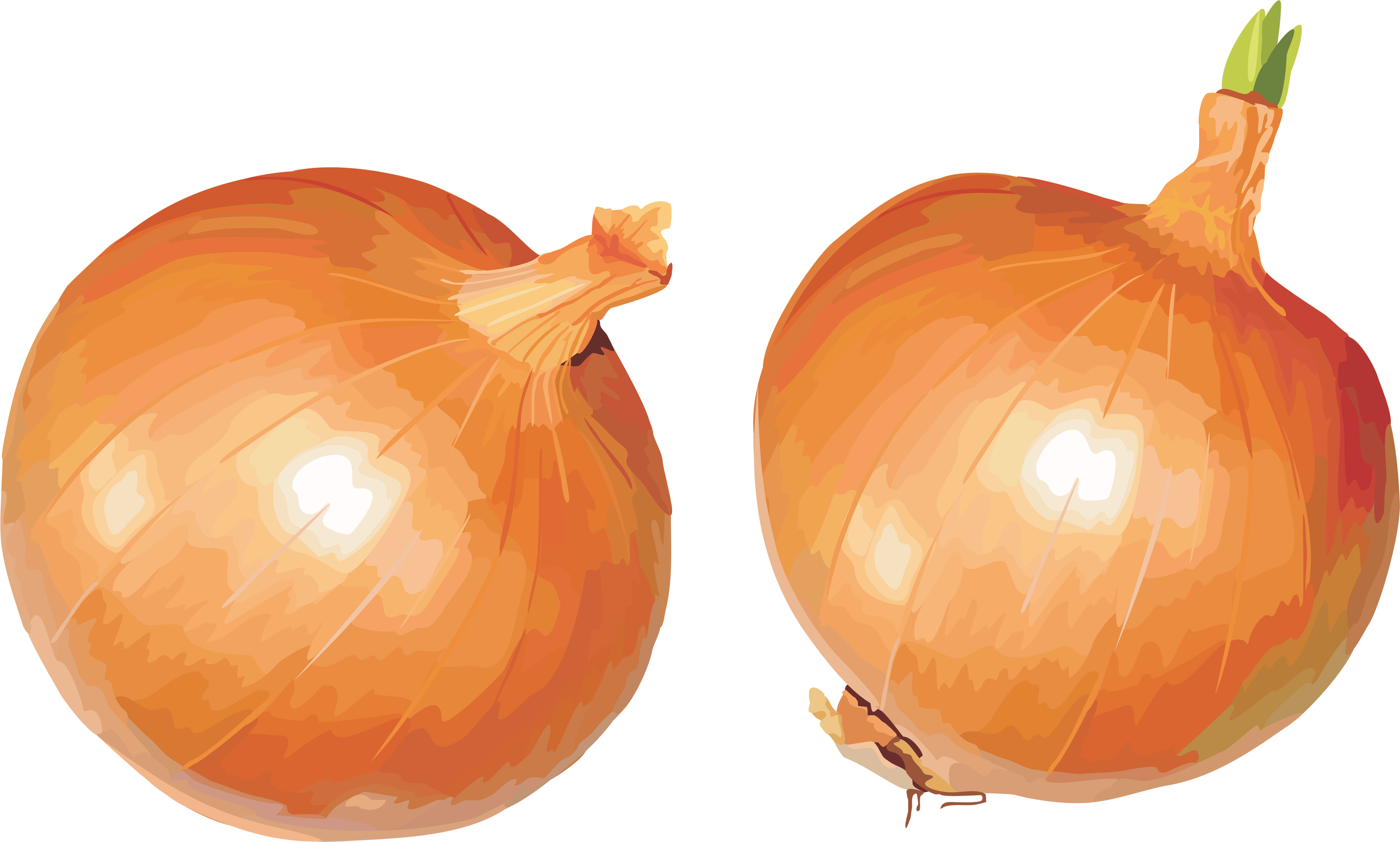 Onion Clipart Single - Onions Png (3470x2086)