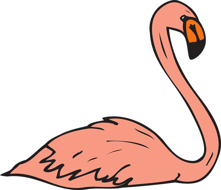 Pink Bird Swimming Wings Flamingo Long Neck - Flamingo Swimming Clipart (838x720)