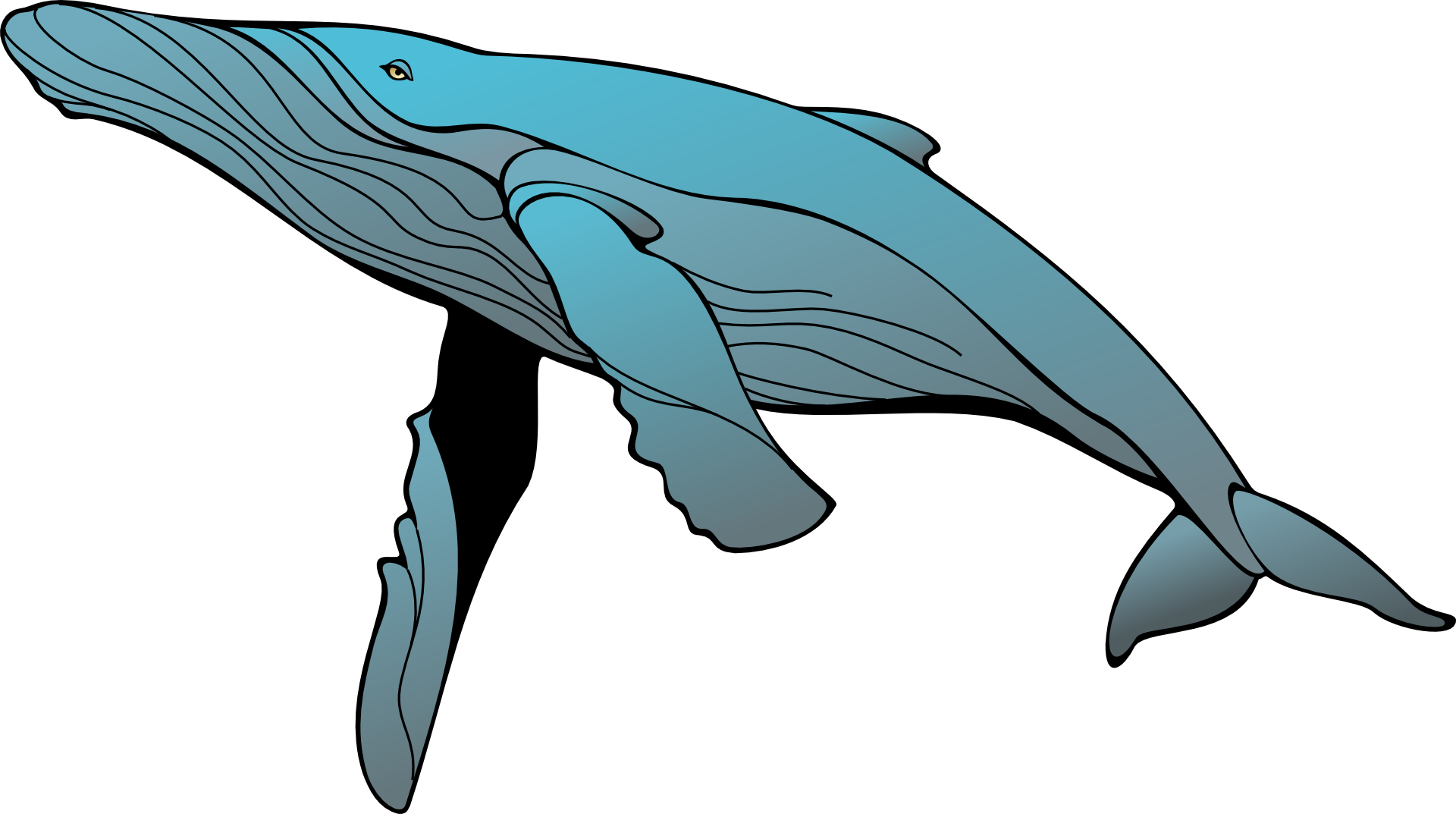 Whale Blue Swimming Ocean Fins - Humpback Whale Clipart (1920x1073)