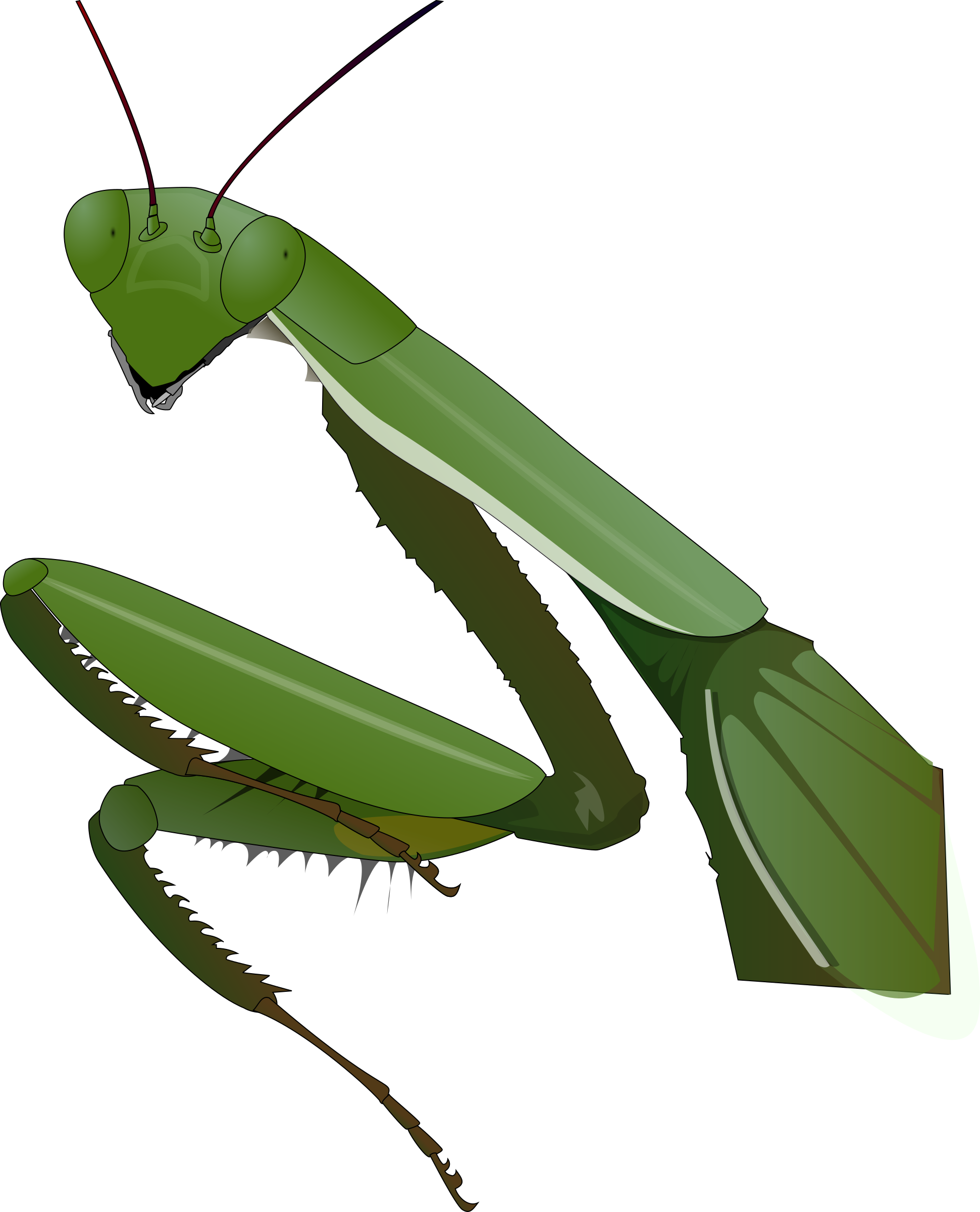 Free Vector Praying Mantis Clip Art - Praying Mantis Png (1941x2400)