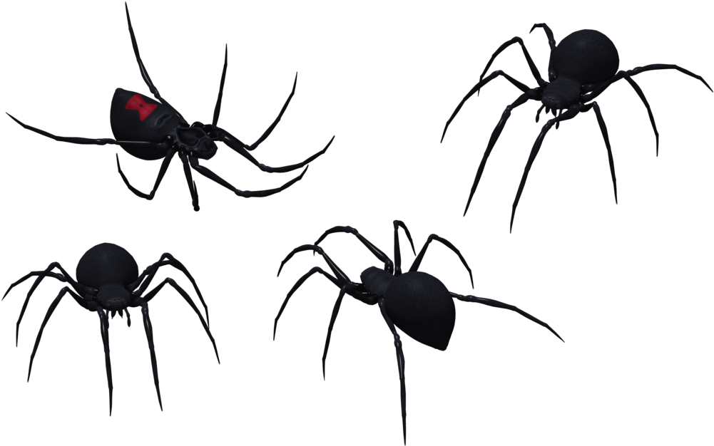 Black Widow Spider Set 09 By Free Stock By Wayne On - Black Widow Spider Art (1024x645)
