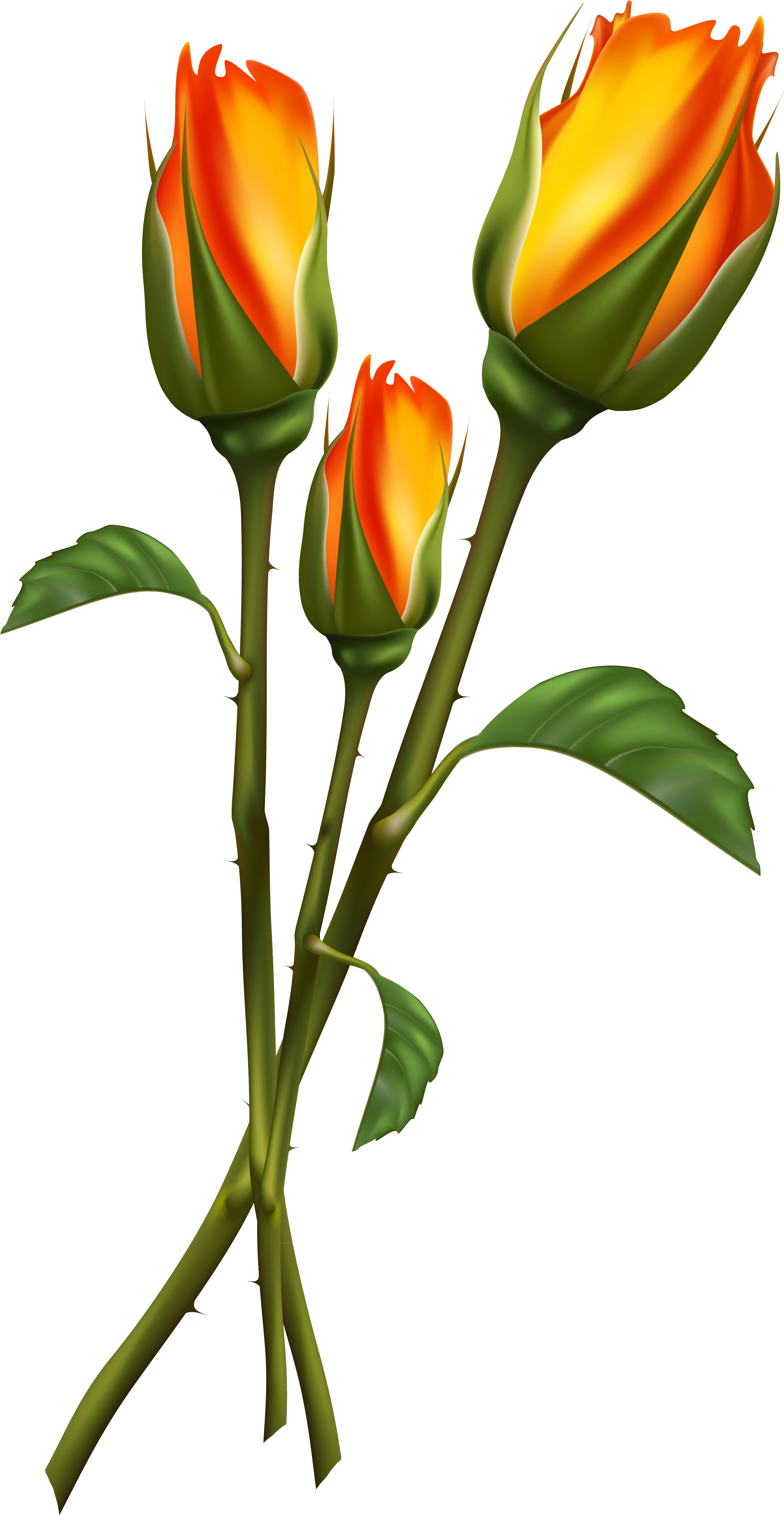 Beautiful Transparent Roses Png Clipart Picture - Beautiful Transparent Clipart (2740x4631)