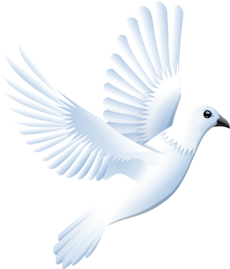 Dove Clip Art - White Bird Vector Png (555x555)