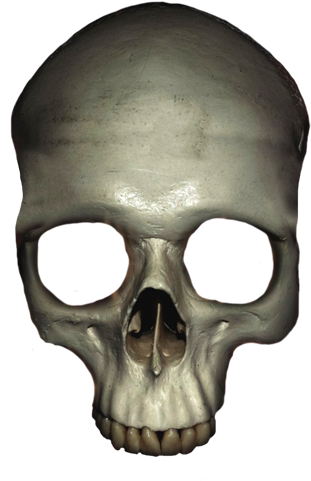 Head Skull With Crown, Human Head Skull Clipart - Skull (373x531)