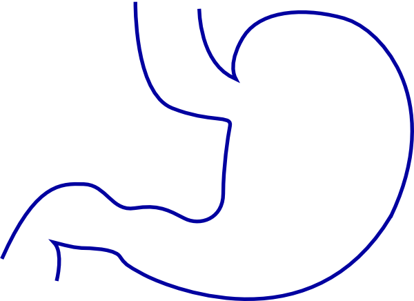Stomach Clipart - Intestine Clip Art (600x436)