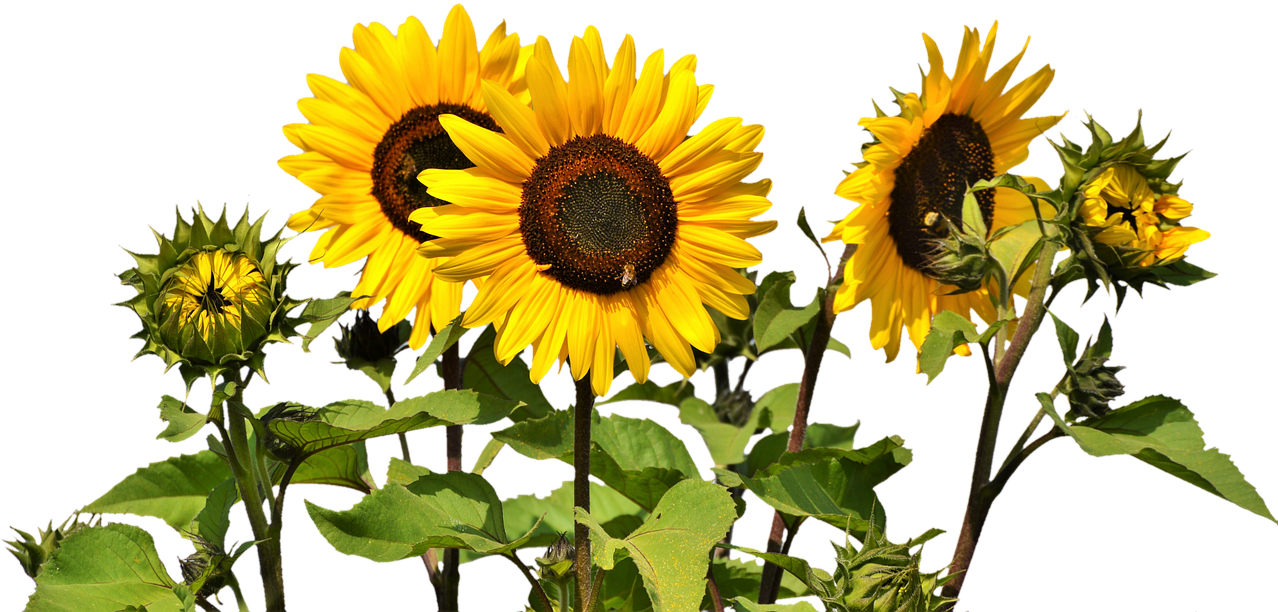 Download Free Photo Report - Sunflowers Transparent (1280x851)