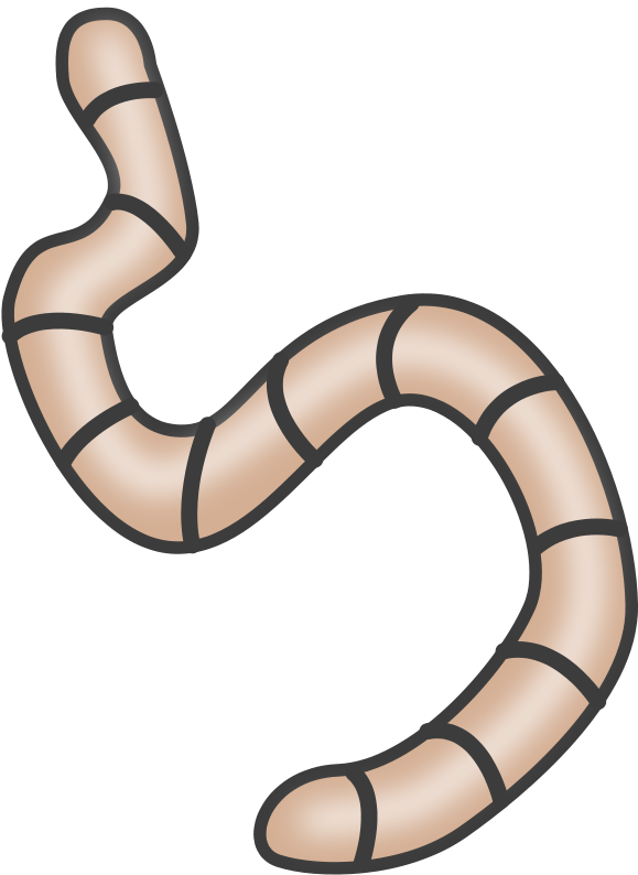 Earthworms - Decomposer Clipart (582x800)