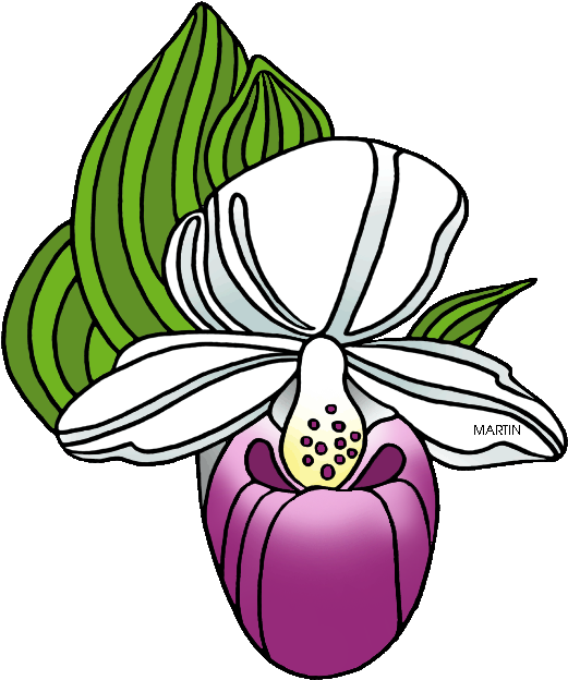 State Wildflower Of New Hampshire - Lady Slipper Orchid Clip (543x648)