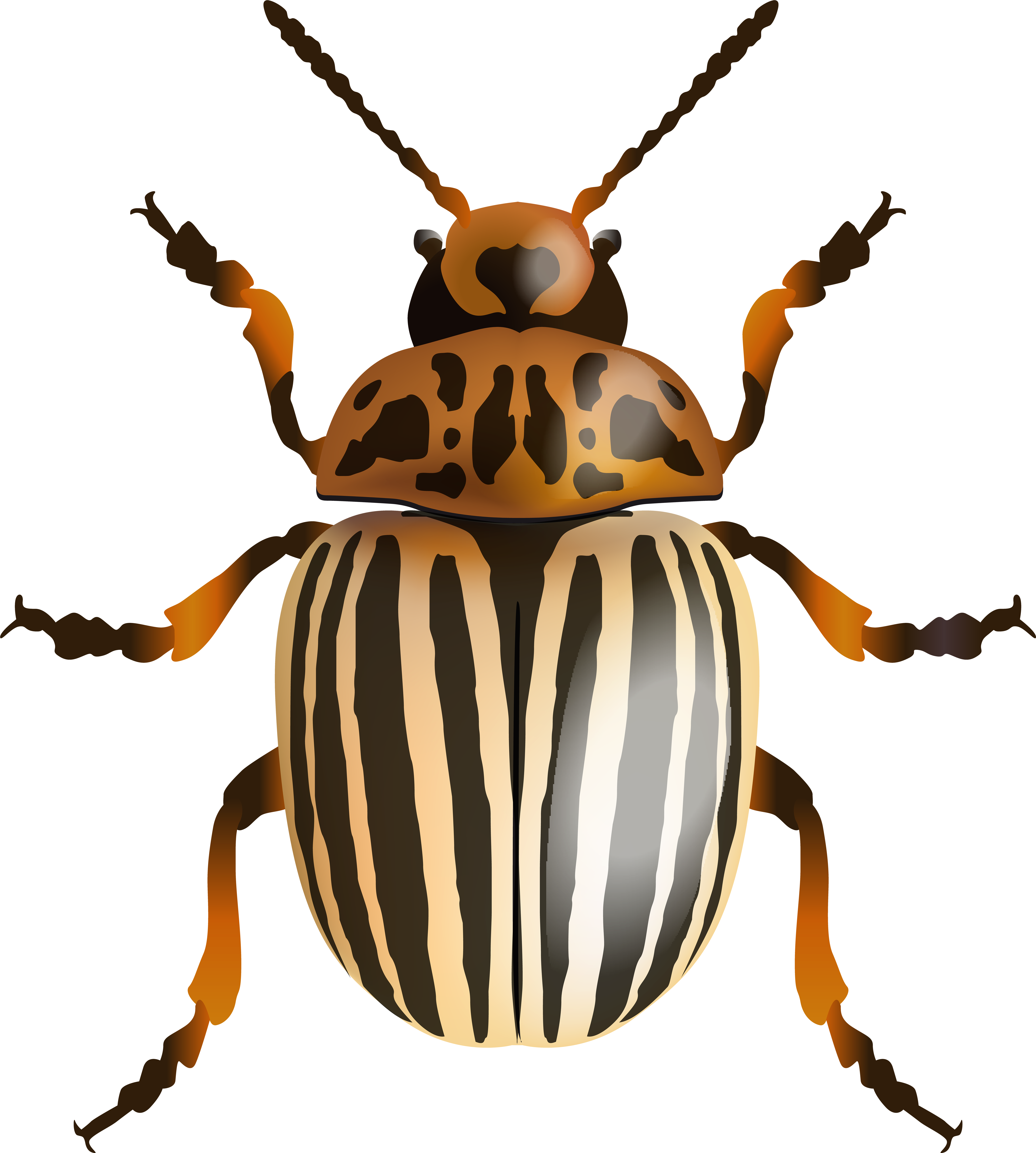Beetle Png Clip Art Image - Beetle Png Clip Art Image (7201x8000)