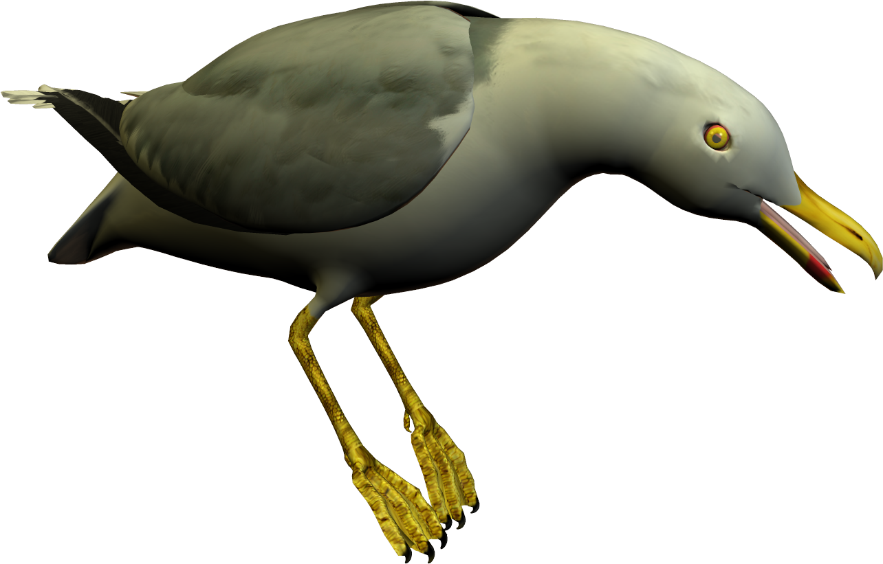 Download - Seagull Clipart (1373x959)